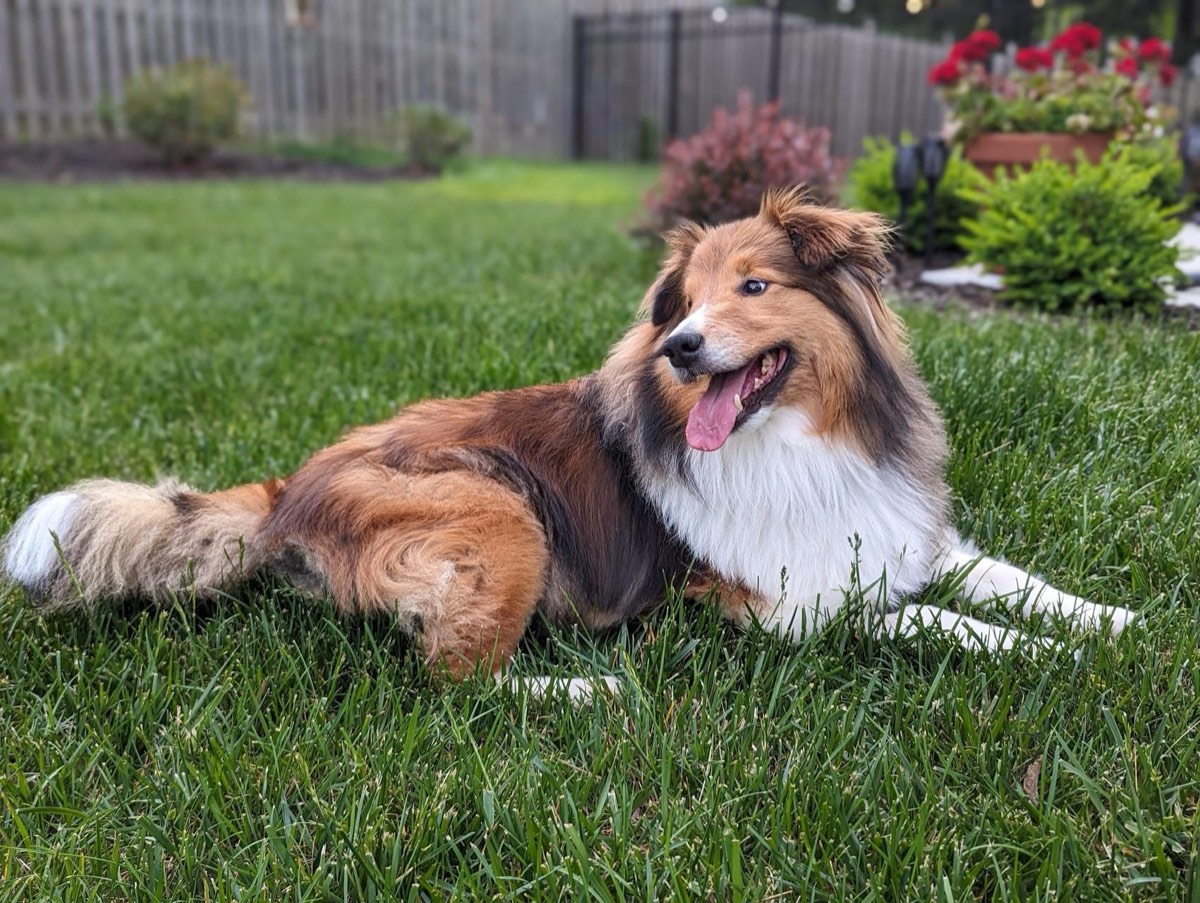 Taco, a sable Shetland sheepdog, lying in the grass with his tongue out, looking off to the side.